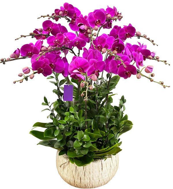 12 Điều Như Ý