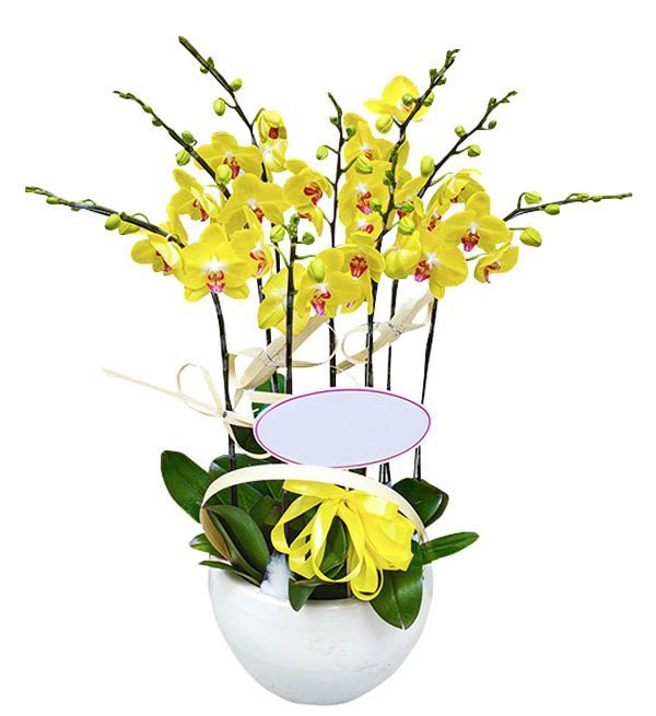 An Gia Kim Sắc