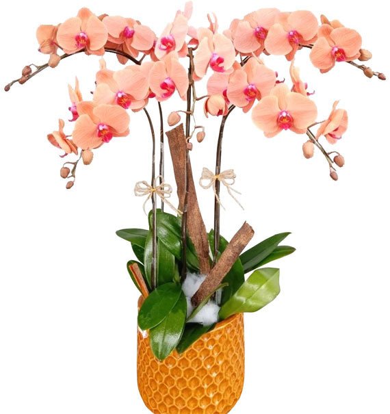 Cam Lộc