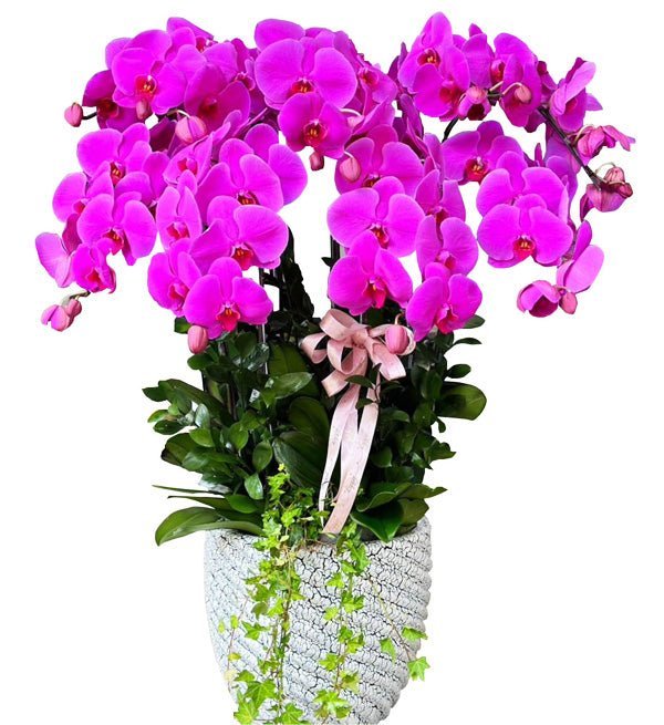 Cửu Hoa Qúy Cát