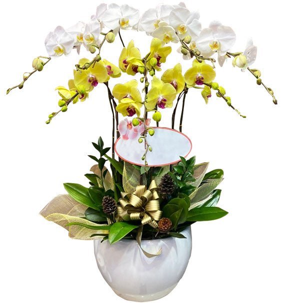 Đại Cát Khai Trương