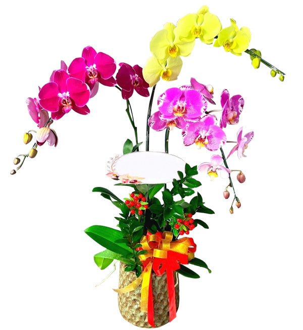Giai Điệu Nhẹ Nhàng 1