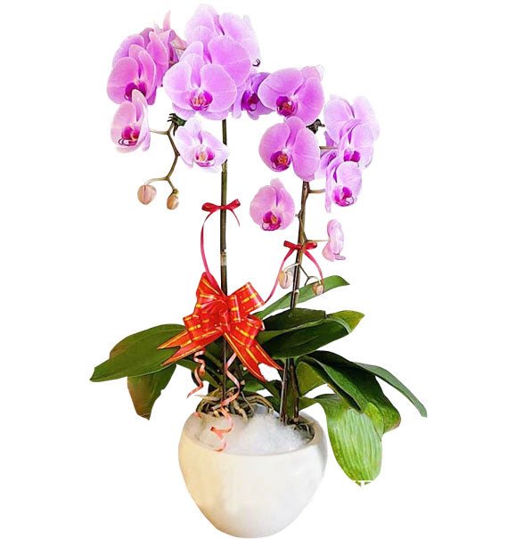 Hồ Điệp Cát Tường