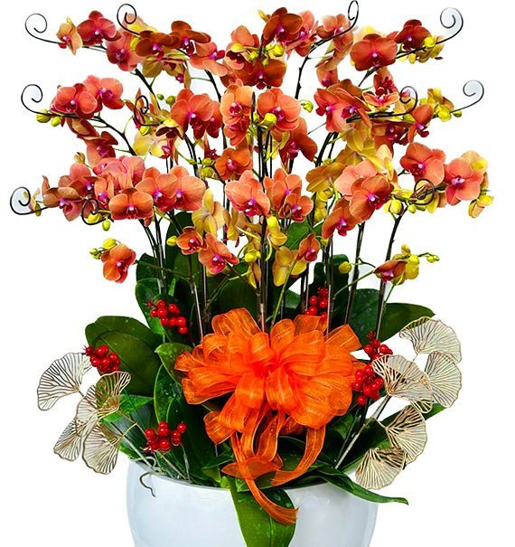 Hồ Điệp Doanh Thành