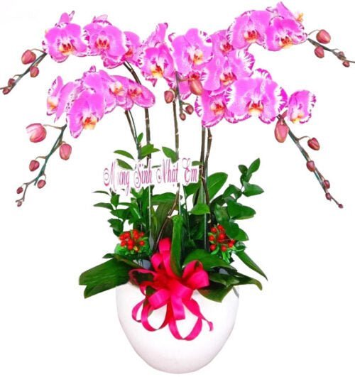 Hồng Lụa