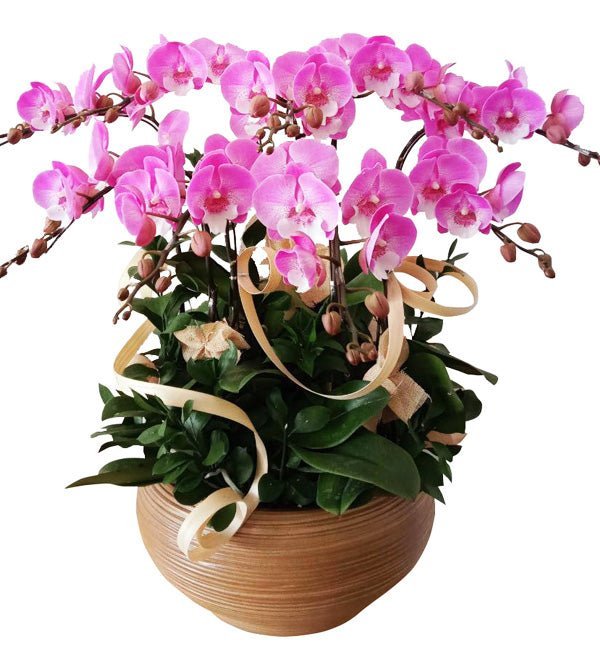 Hương Cửu Sắc