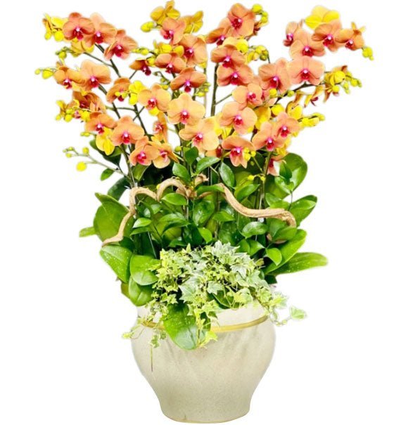 Khởi Sắc Bạn Hữu