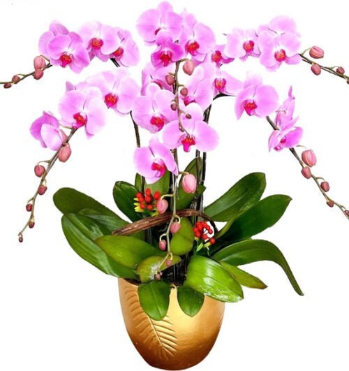 Kim Hồng