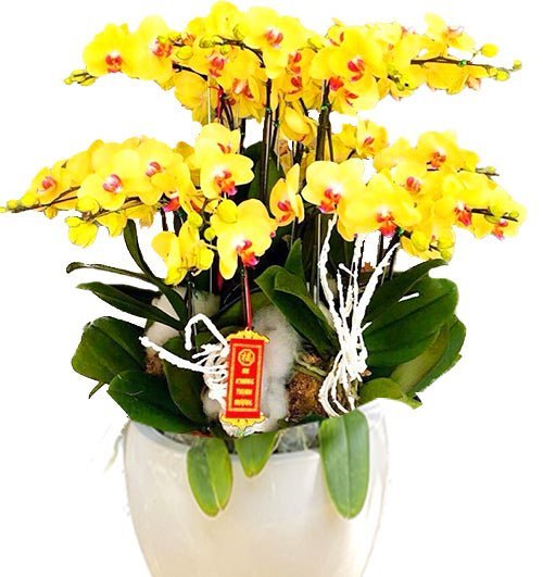 Kim Sắc Vượng Phát