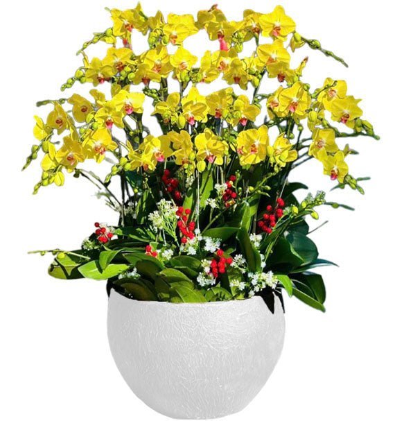 Lan Hồ Điệp Đẹp 17
