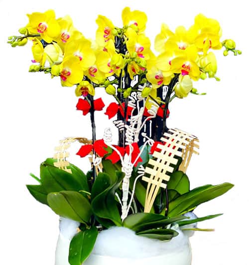 Lan Nở Phát Sắc