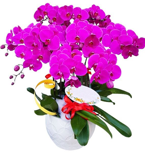 Lan Trường Cửu