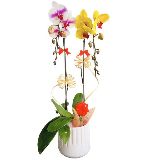 Lan Vượng Phát