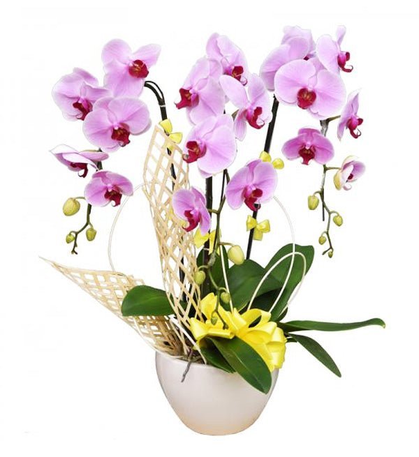 Lời Chúc Dịu Dàng