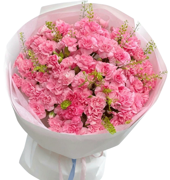Lovely Carnation