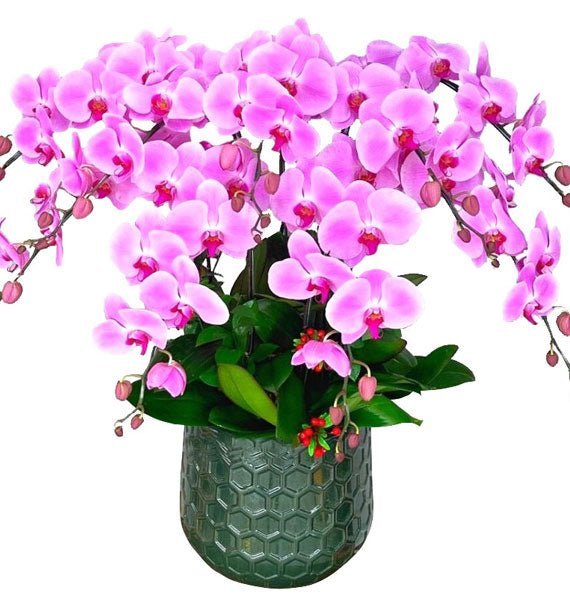 Lụa Hồng Mừng Tuổi Mới