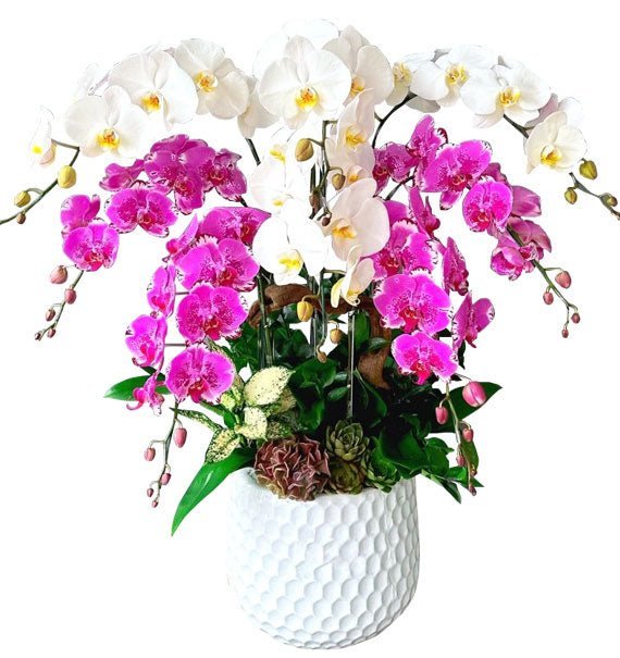 Orchid Aura
