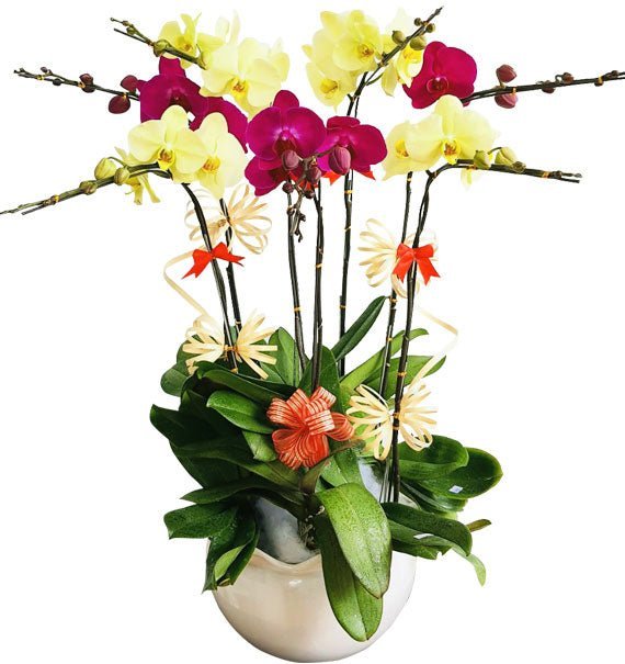 Phú Qúy Khởi Vượng