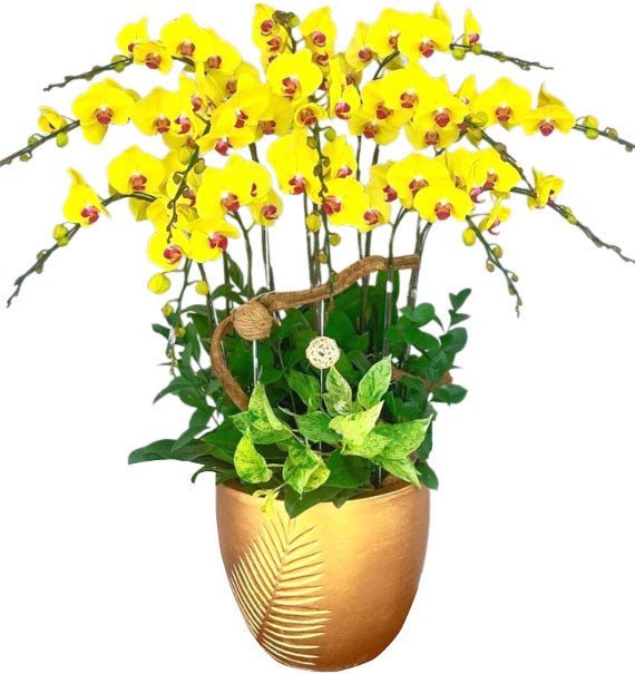 Phúc Hoa Đăng Quang