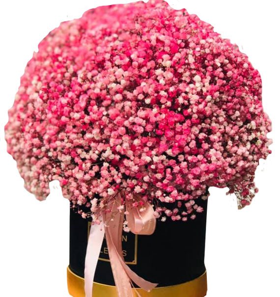 Pink Dream