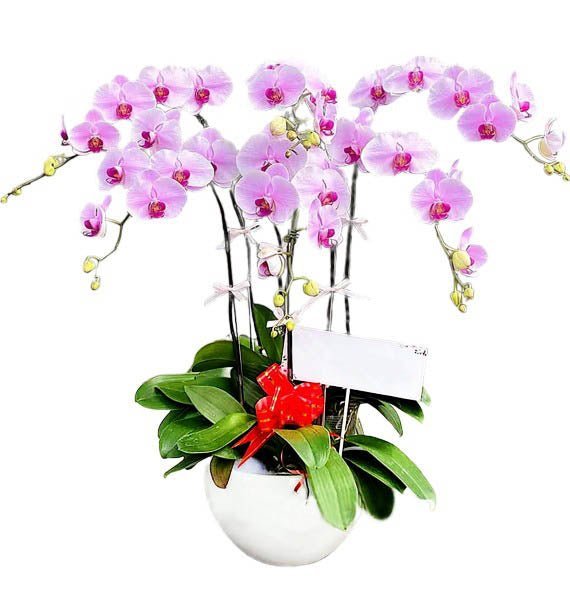 Quỳnh Giao