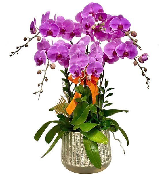 Sắc Hồng Thủy Chung