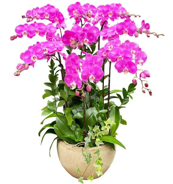Sắc Tím Hoàng Gia