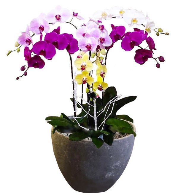 Sáu Hướng Cát Tường