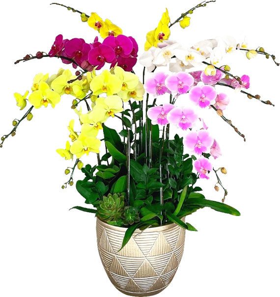 Thập Nhị Cát Tường