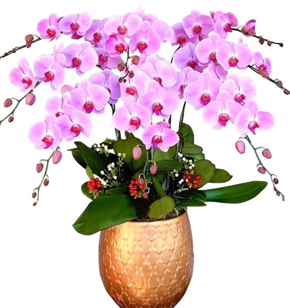 Tím Lưu Luyến