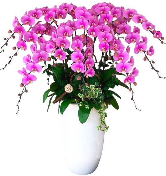 Tím Sắc Thành Công