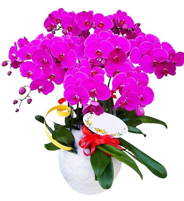 Tím Vương Gia
