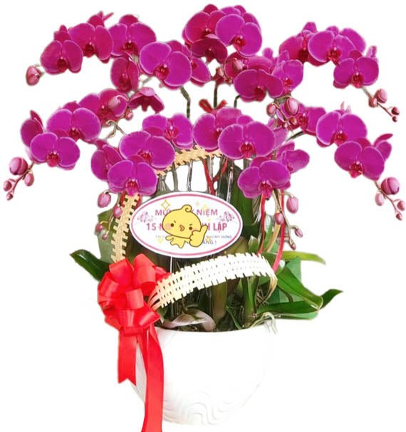 Tím Ý Tưởng