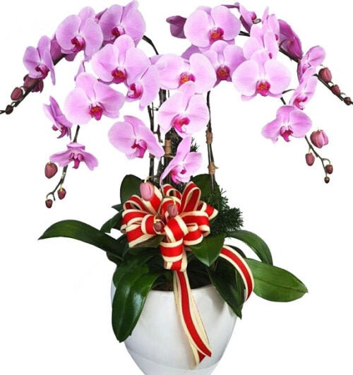 Tình Hồng Thắm