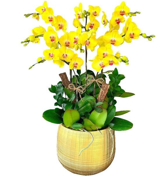 Tổ Ấm Vàng Son