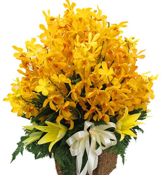 Tỏa Sáng Ngày Đầu Tiên