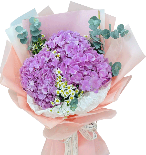 Tú Cầu Mộng Mơ