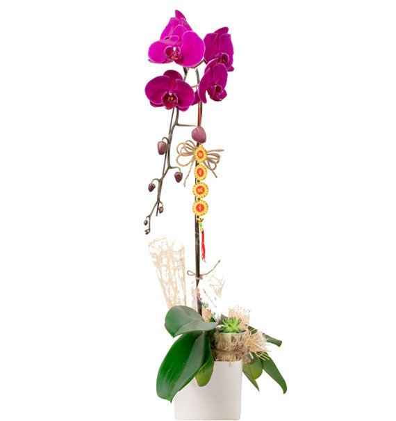 Tử Sắc Sum Vầy