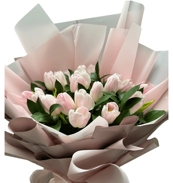 Tulip Hồng Dịu Dàng