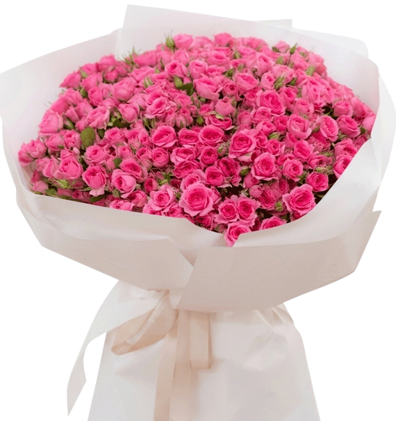 Tuổi Hồng Rực Rỡ