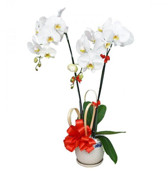 Tuyết Hoa Mừng Sinh Nhật