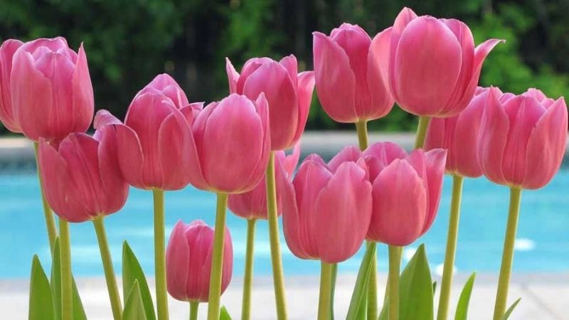 Hoa tulip hồng đẹp