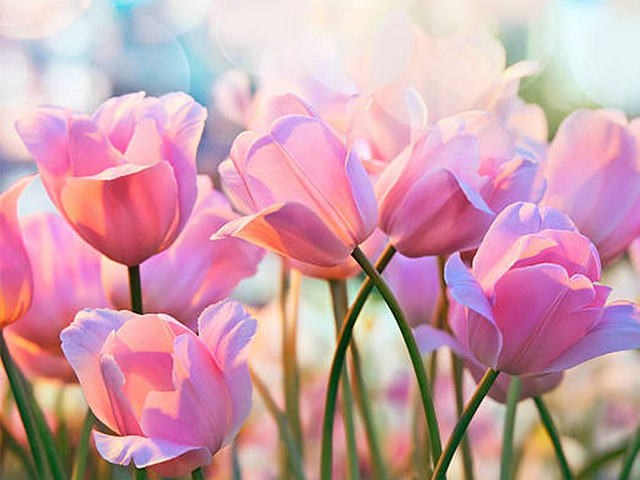 Hoa tulip hồng đẹp