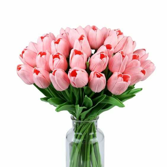 Hoa tulip hồng đẹp