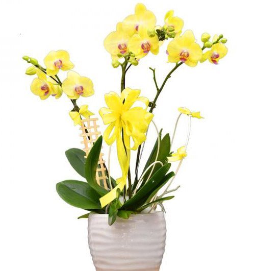 Hoa Khai trương Lan Hồ Điệp