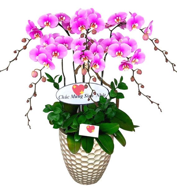 Hoa Khai trương Lan Hồ Điệp