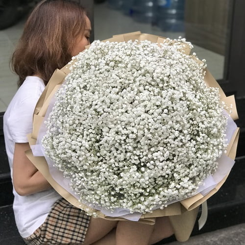 Hoa baby trắng đẹp