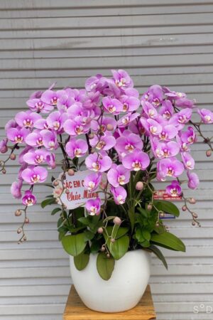 Hoa Khai Trương Hồ Điệp